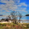 Immagine di TOWNSVILLE E IL QUEENSLAND: TRA FORESTA E BARRIERA CORALLINA